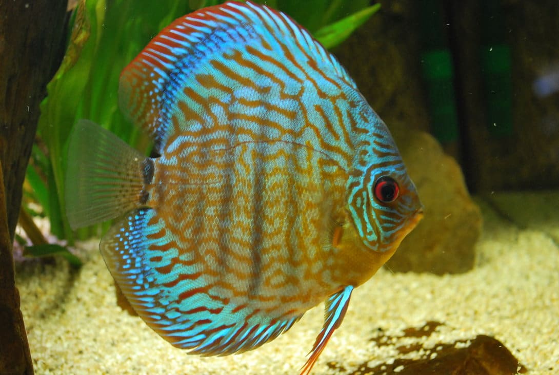 صور اسماك دسكاس Dskas Fish Photos