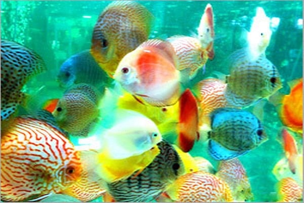 صور اسماك ملونه