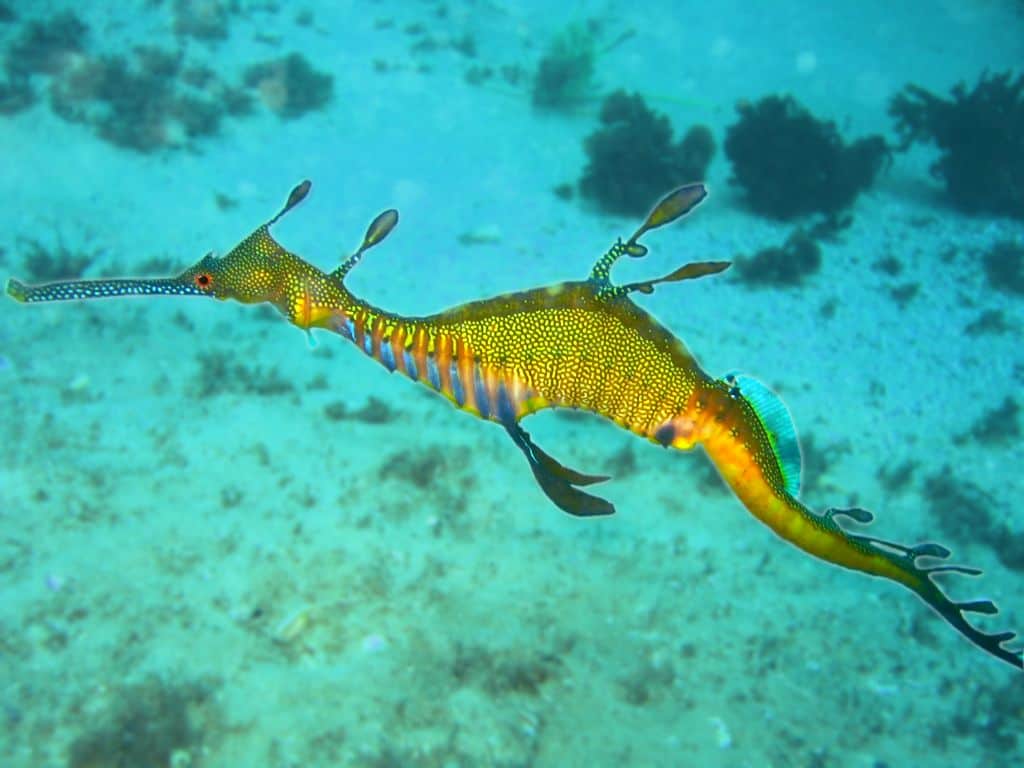 صور تنين البحر العشبي Photos popular sea dragon