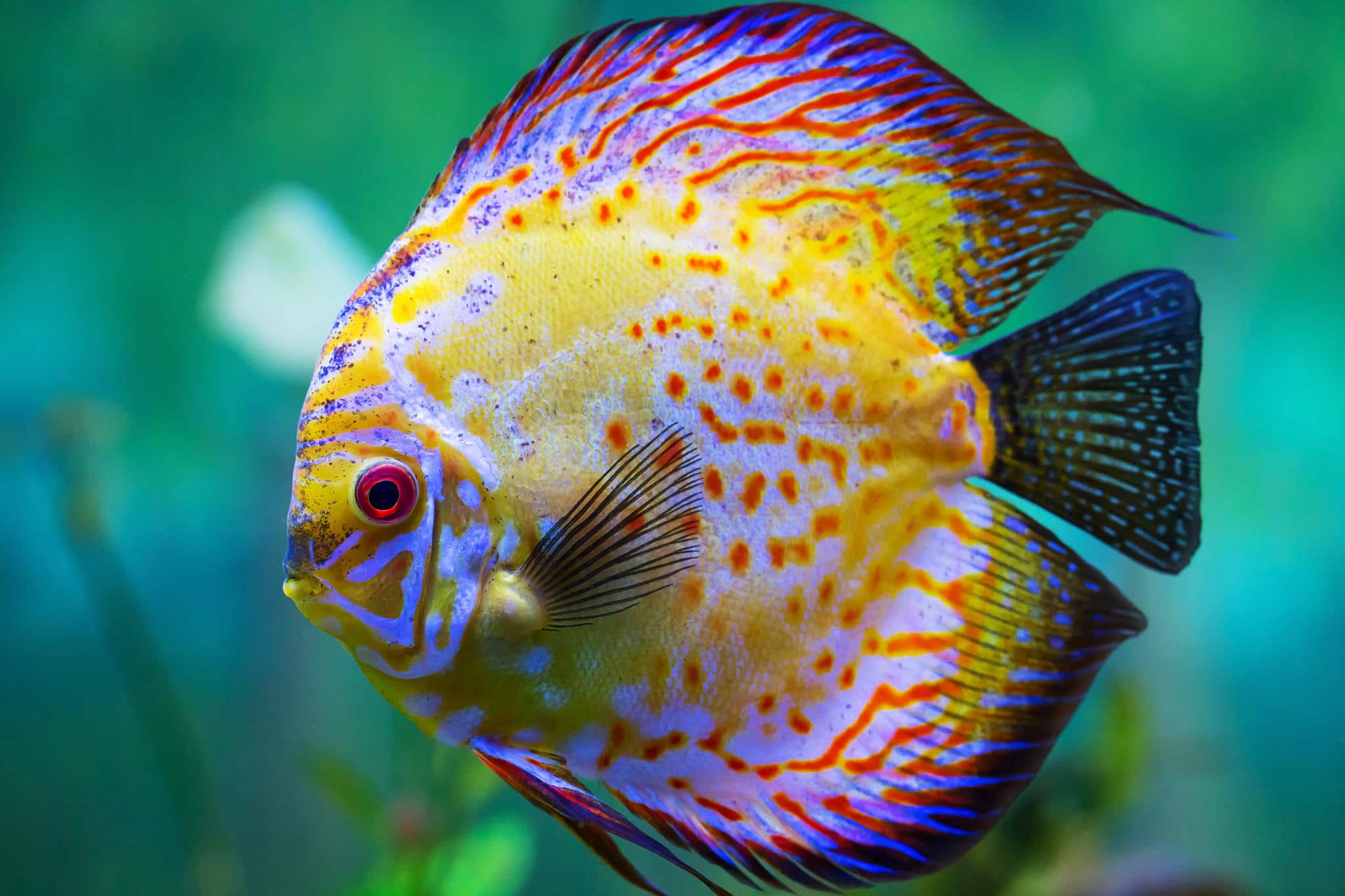 صور اسماك دسكاس Dskas Fish Photos