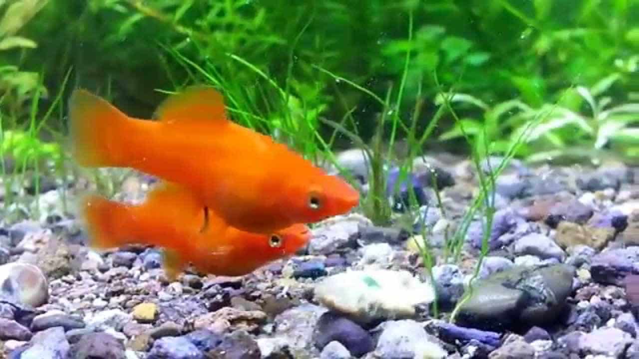 صور اسماك السوردتيل Alsordtal Fish Photos