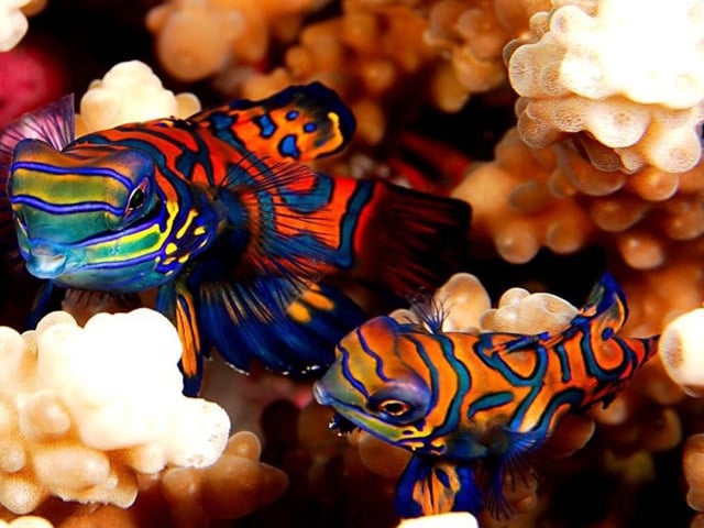 صور اسماك الماندرين Photos Mandarin Fish