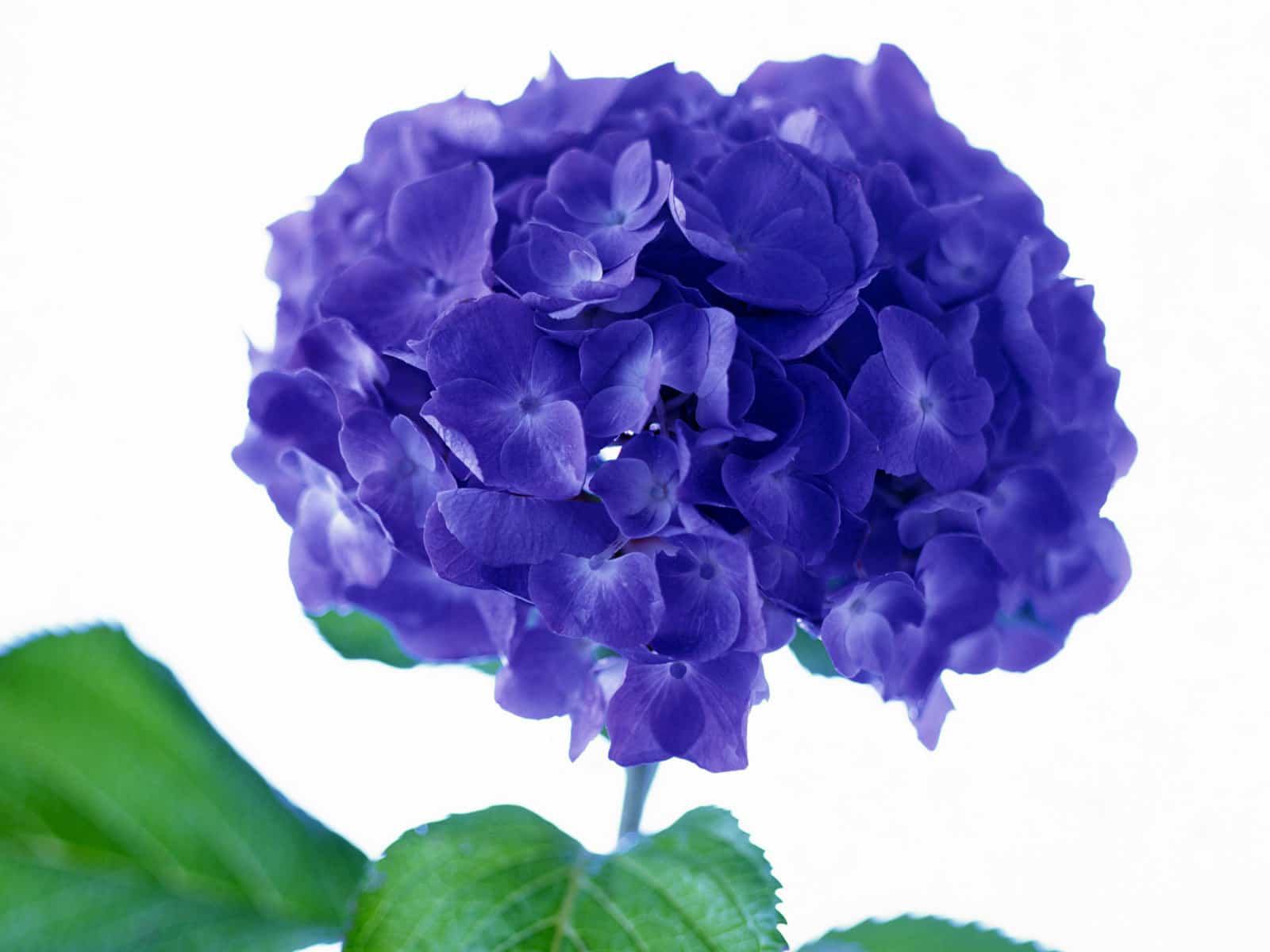 صور زهرة البنفسج Violet flower pictures