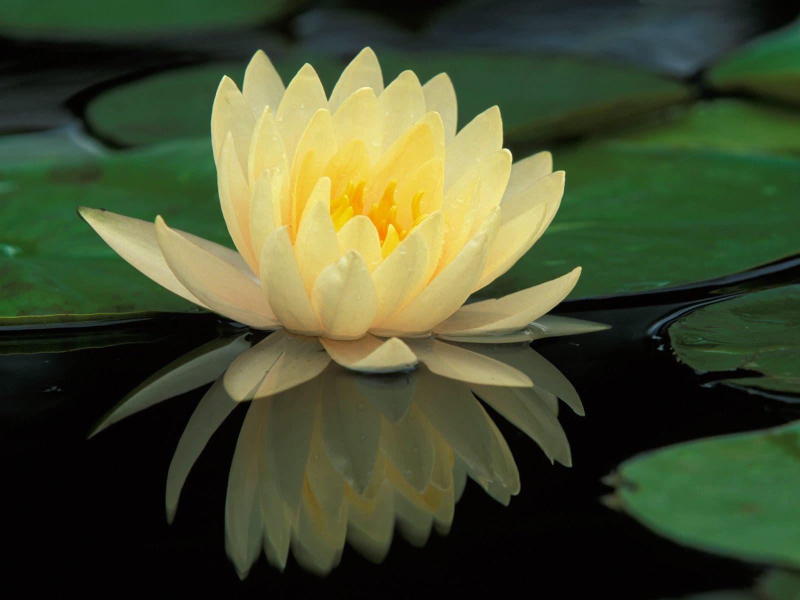 صور زهرة اللوتس Photos lotus flower