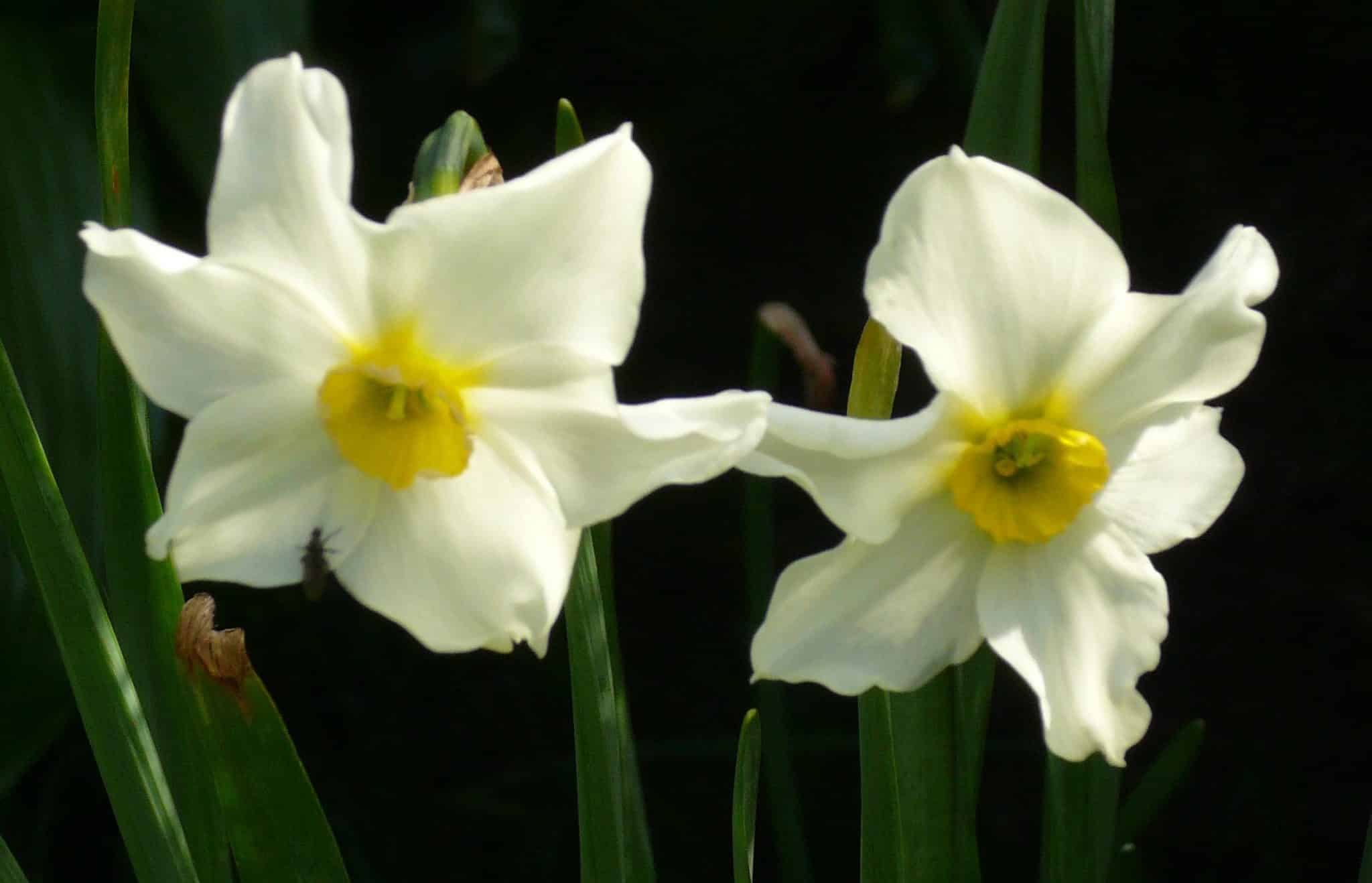 صور زهرة النرجس Narcissus flower pictures