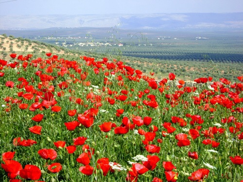 صور شقائق النعمان Photos Anemone