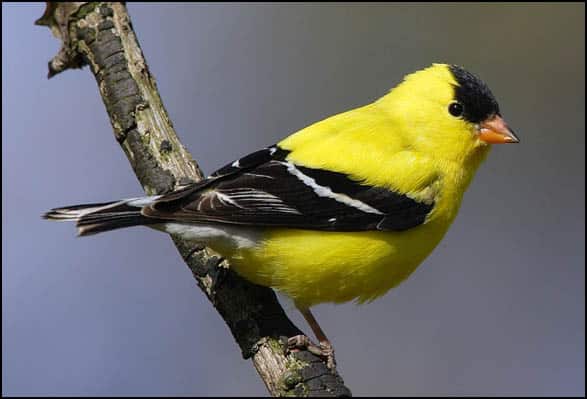 صور طائر الحسون Photos goldfinch