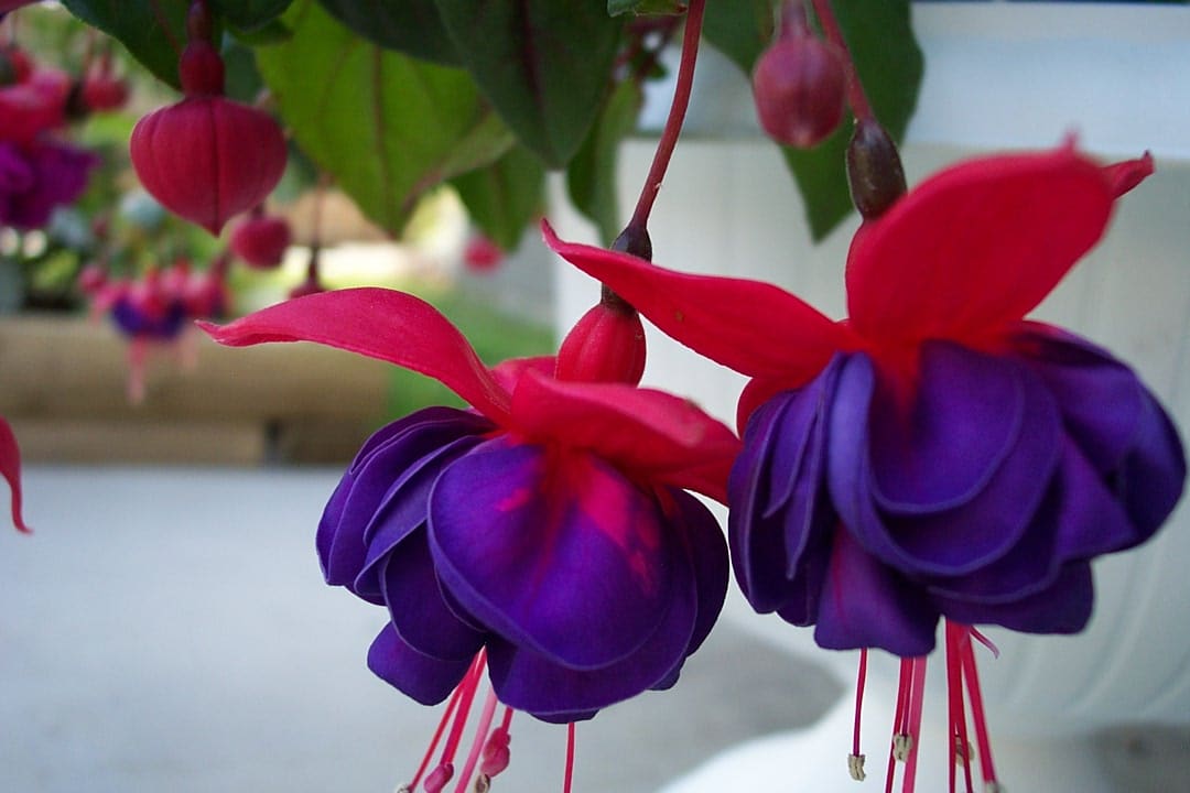 صور زهرة القلب النازف Photos bleeding heart flower
