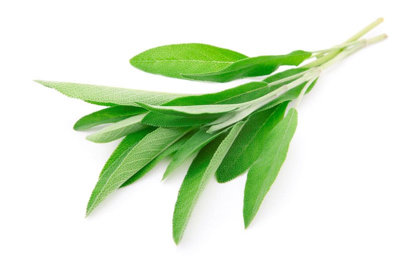 صور نبات الميرمية Photos sage leaf