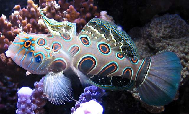 صور اسماك الماندرين Photos Mandarin Fish