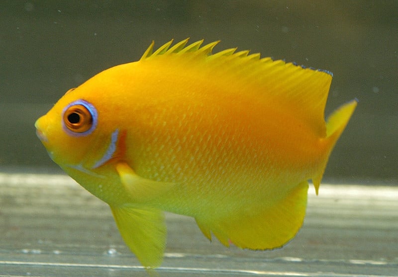 صور اسماك الملاك Photos Angel Fish