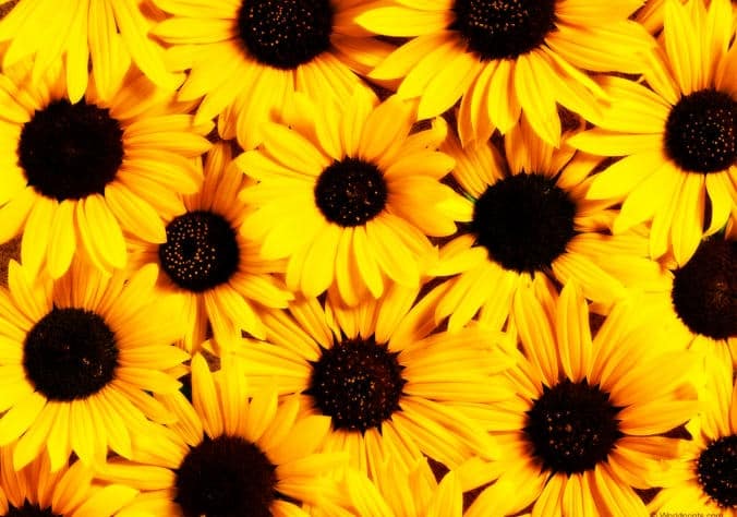 صور زهرة عباد الشمس Photos flower sunflower