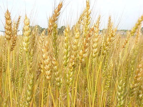 صور نبات الشوفان Photos plant oats