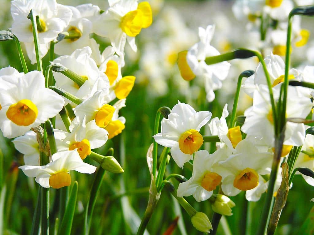 صور زهرة النرجس Narcissus flower pictures