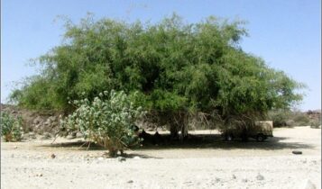 صور شجر السدر Photos trees Sidr