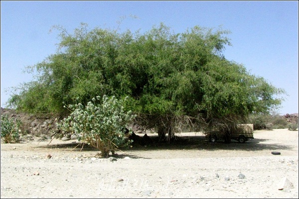 السدر شجره شجرة السدر