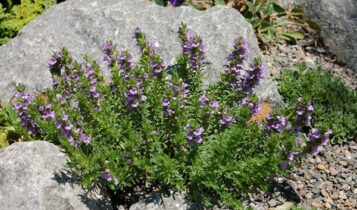 صور نبات الزعتر Flower pictures thyme