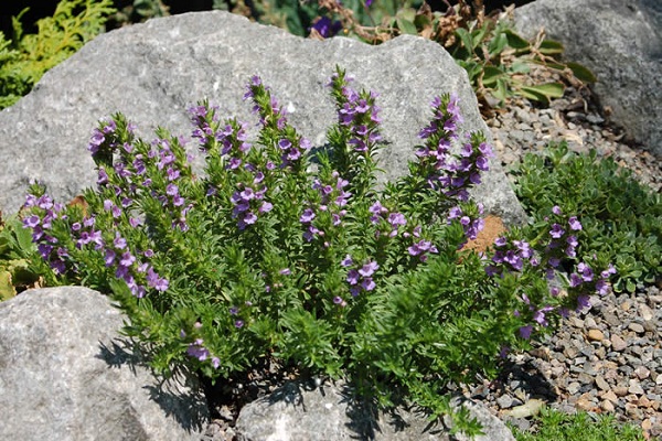 صور نبات الزعتر Flower pictures thyme