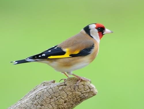 صور أشكال لطائر الحسون