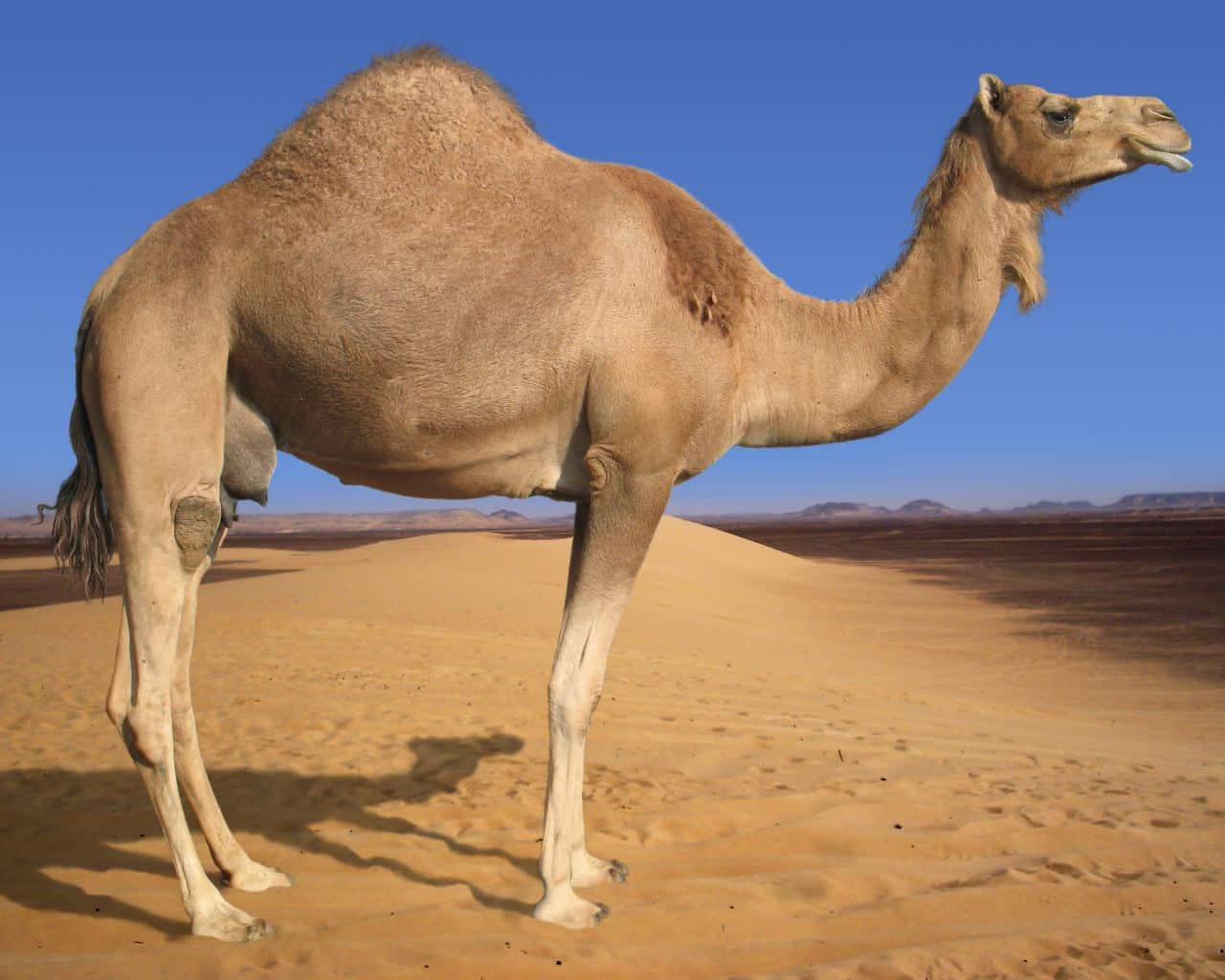 صور جمل في الصحراء