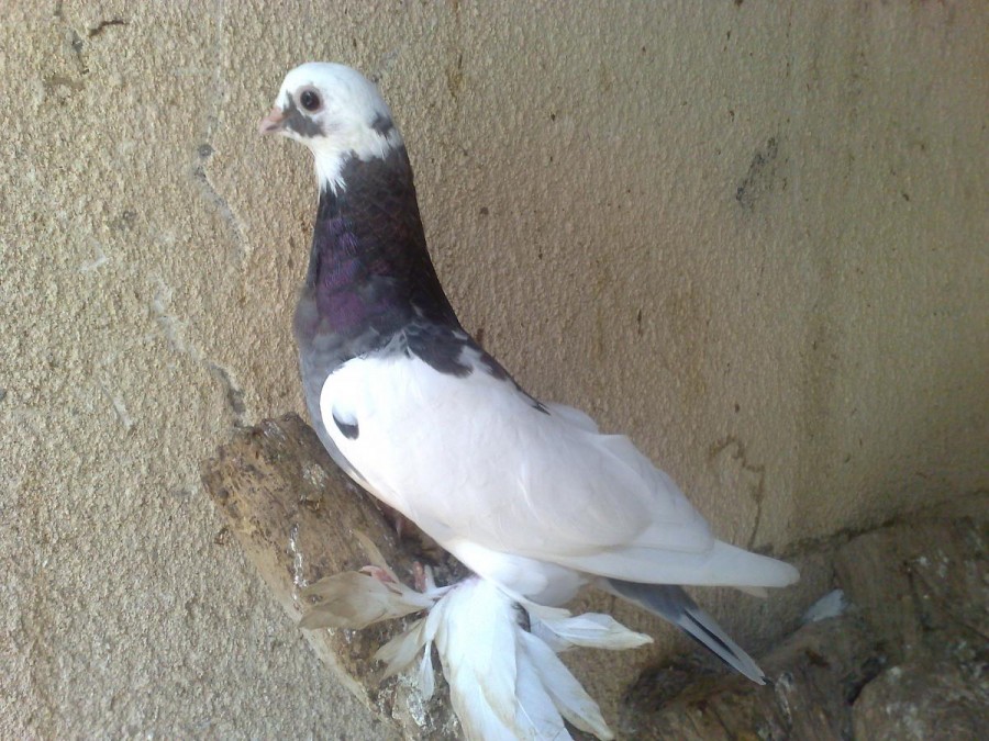 صور حمام الهملت للزينة