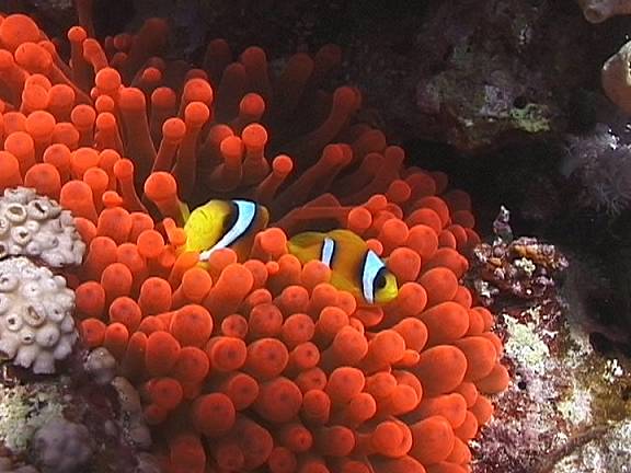 صور شقائق النعمان البحرية