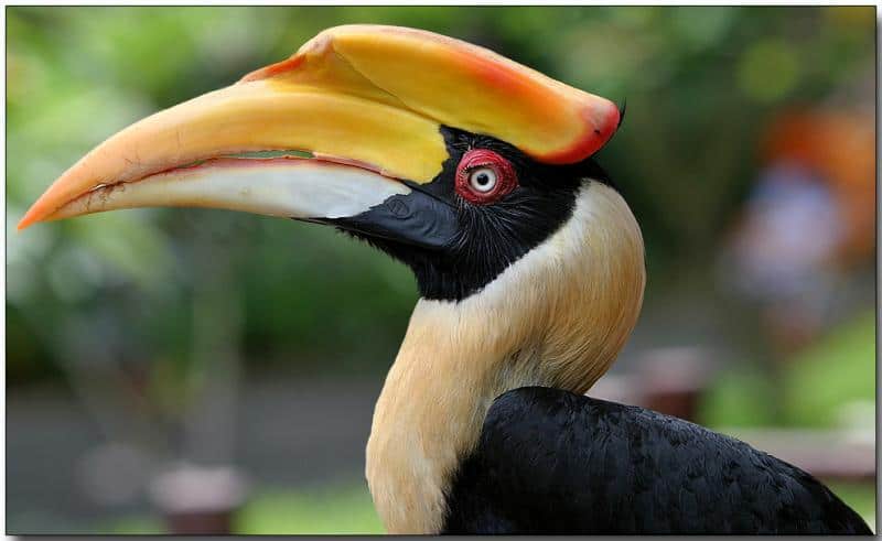 صور طائر البوقير