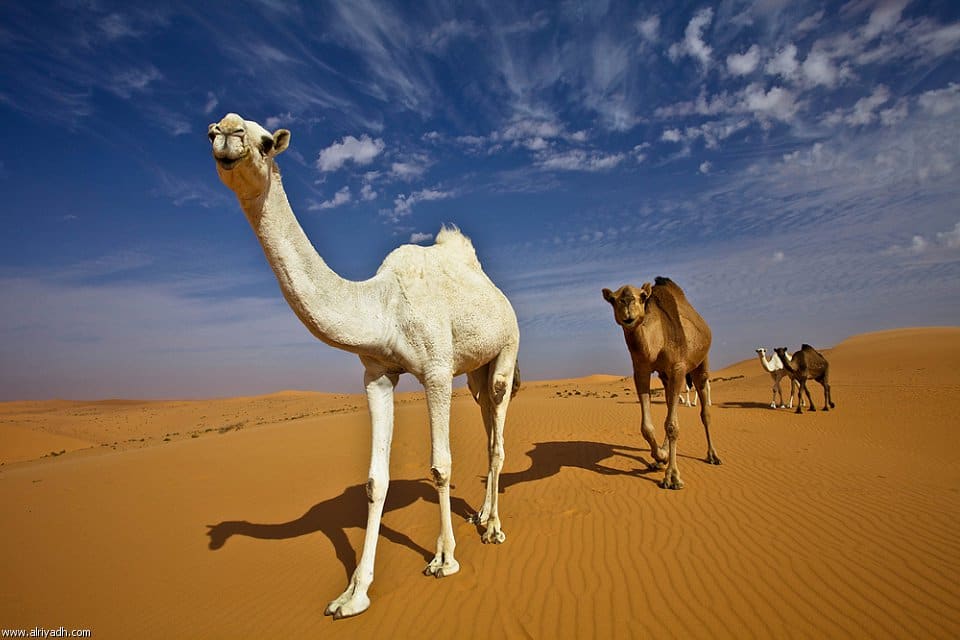 صور لسفينة الصحراء