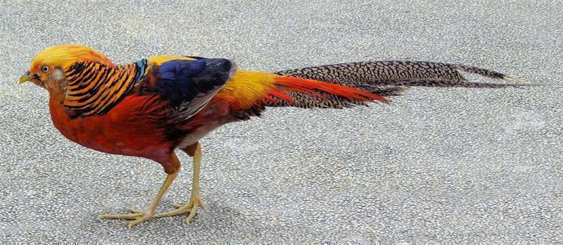 صور الدراج الذهبي Photo Golden Pheasant