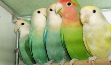 صور طيور الكوكتيل Photos bird cocktail