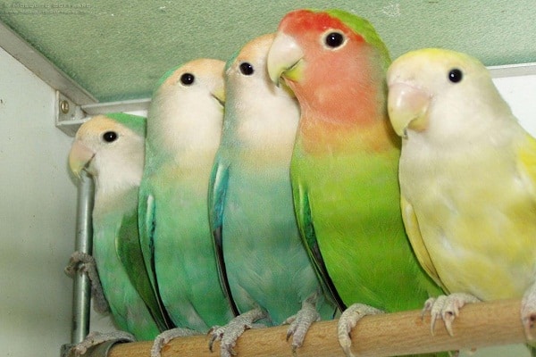 صور طيور الكوكتيل Photos bird cocktail