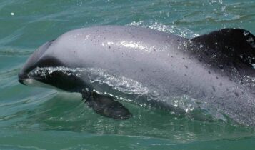 صور دلافين ماوي Photos Maui dolphins