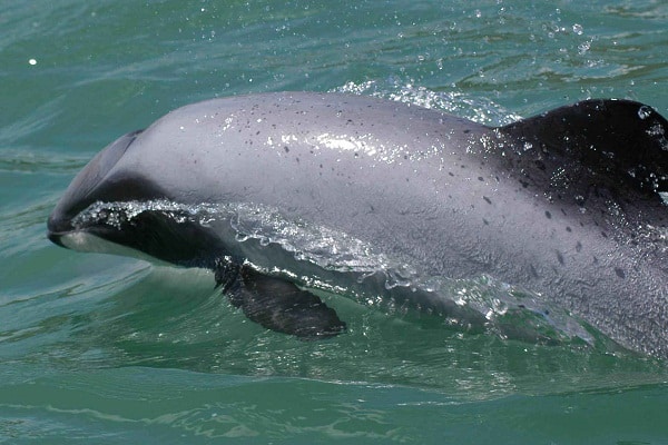 صور دلافين ماوي Photos Maui dolphins