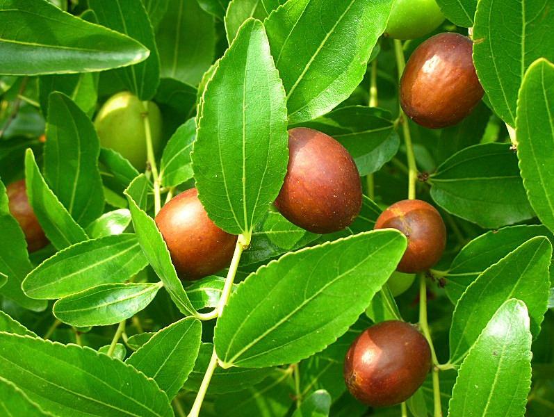 صور وخلفيات شجر السدر