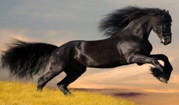 صور خيول عربية أصيلة Photos horses Arabian horses