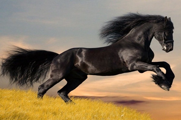 صور خيول عربية أصيلة Photos horses Arabian horses