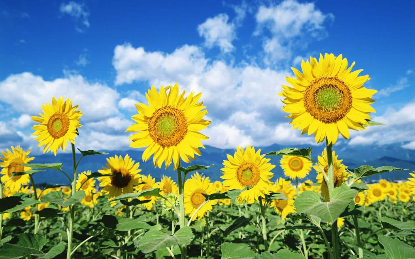 صور وخلفيات لزهرة عباد الشمس