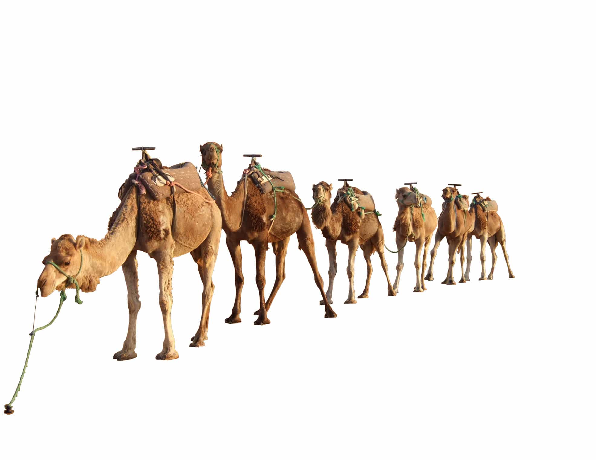 صور وخلفيات لسفينة الصحراء