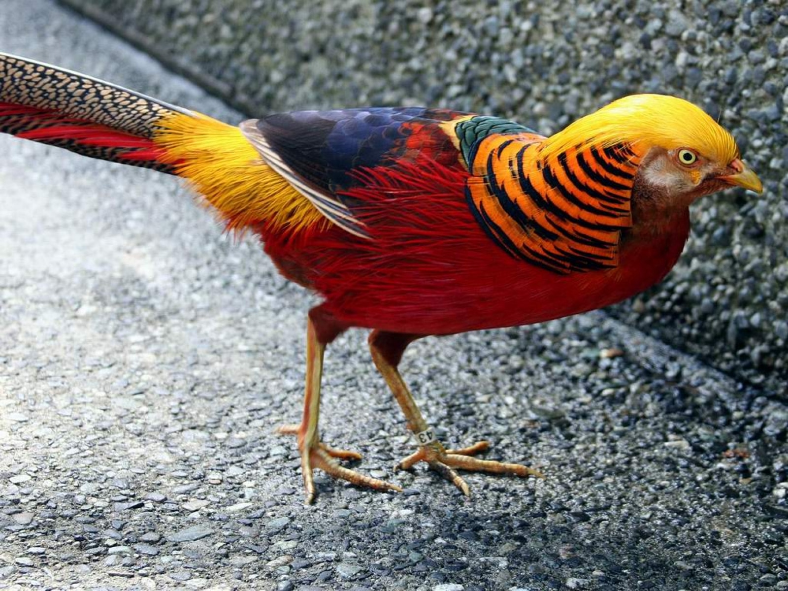صور الدراج الذهبي Photo Golden Pheasant