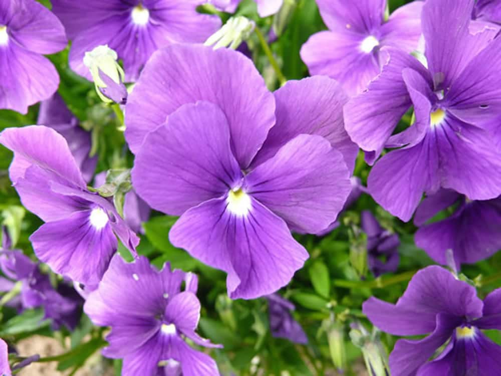 صور ومشاهدة لزهرة البنفسج