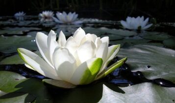 صور زهرة اللوتس