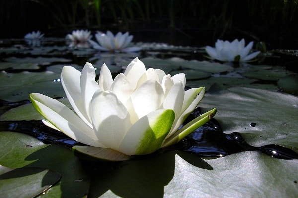 صور زهرة اللوتس