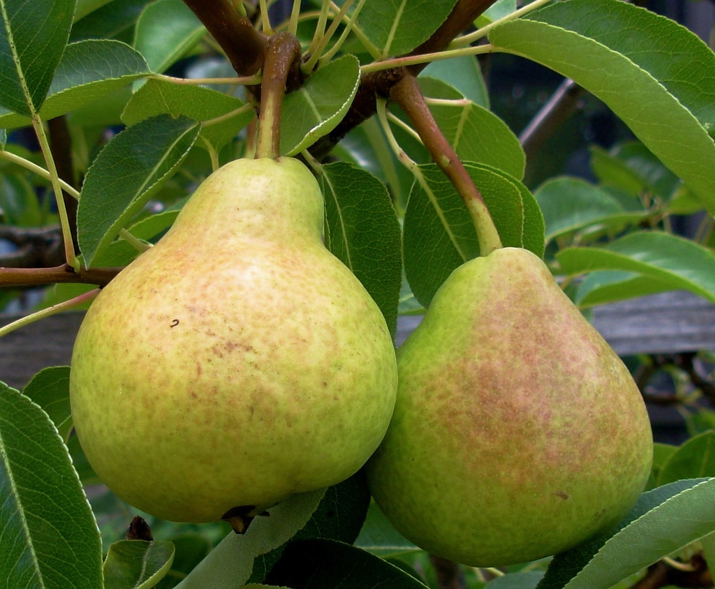صورة لأشجار الكمثرى