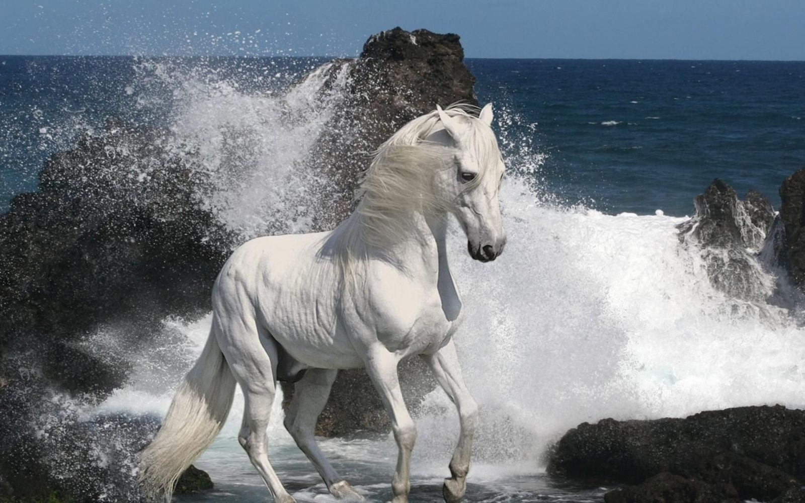 صورة لخيل من الخيول الأصليه على البحر