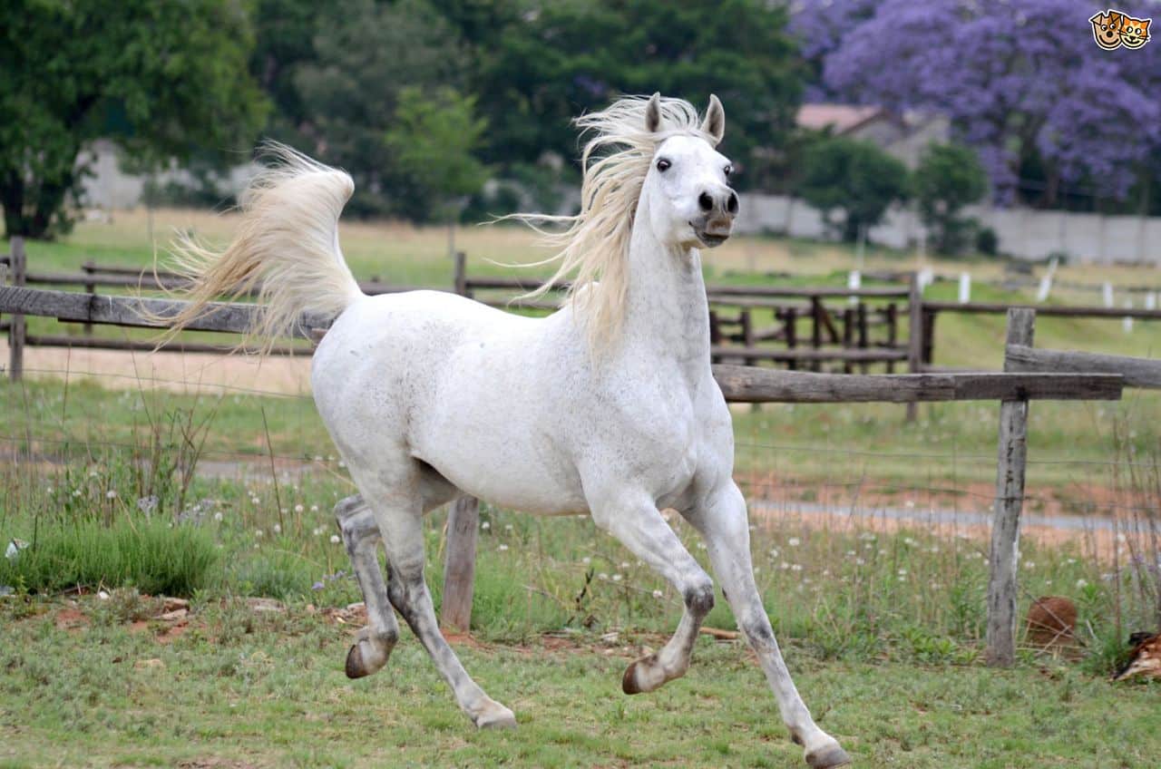 صورة لخيل يجري
