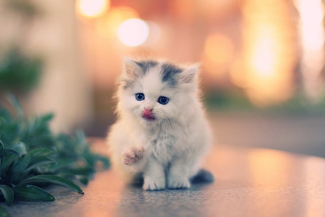 صورة لقطة صغيرة