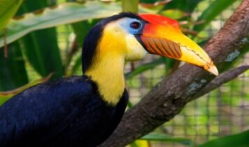 صور طائر البوقير Photos hornbill