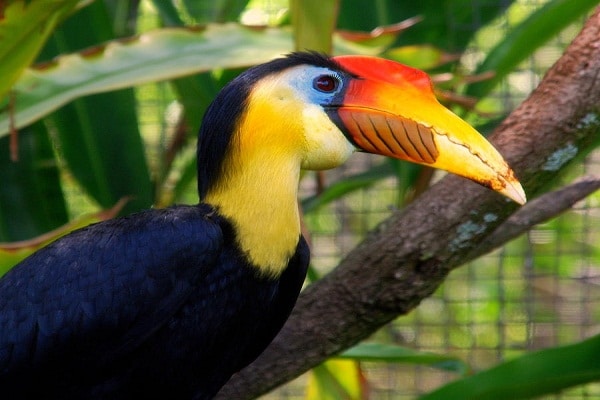 صور طائر البوقير Photos hornbill