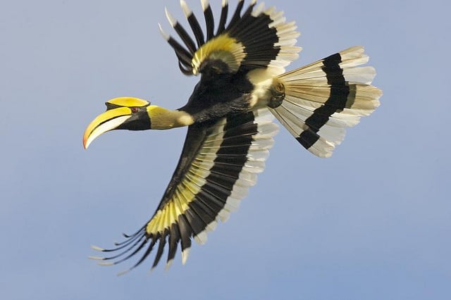 طائر البوقير