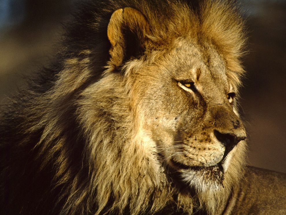صور الاسد الافريقي Photos African lion